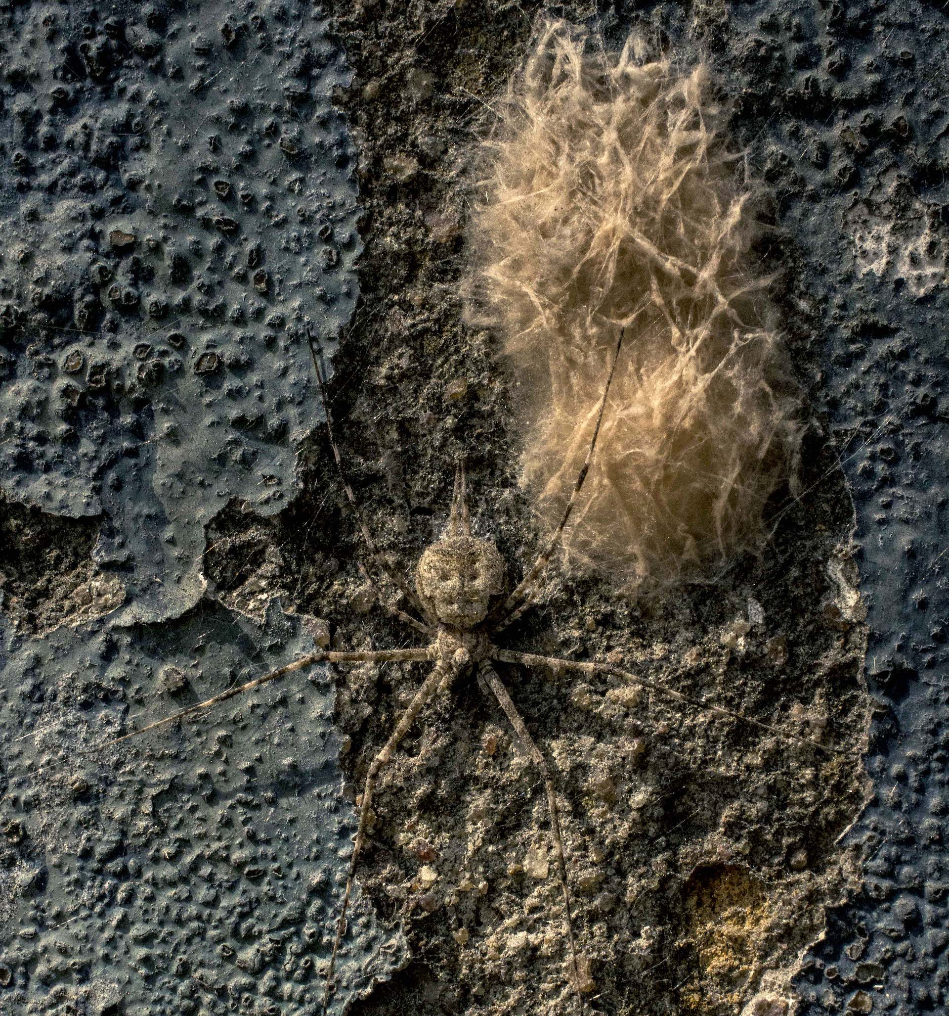 Life on the Vertical: Exploring Nature on City Walls