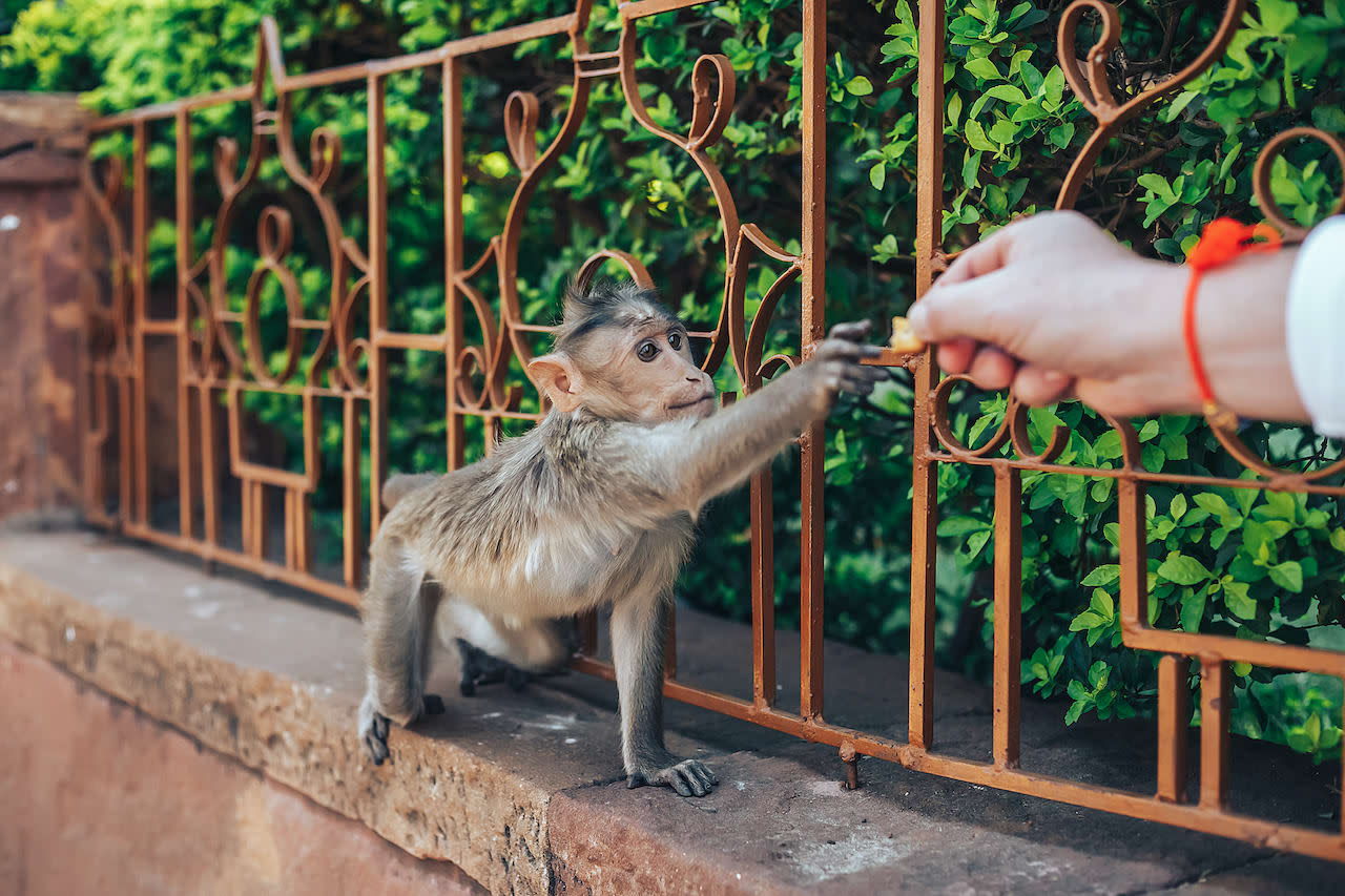 Eating Out of Our Hands
