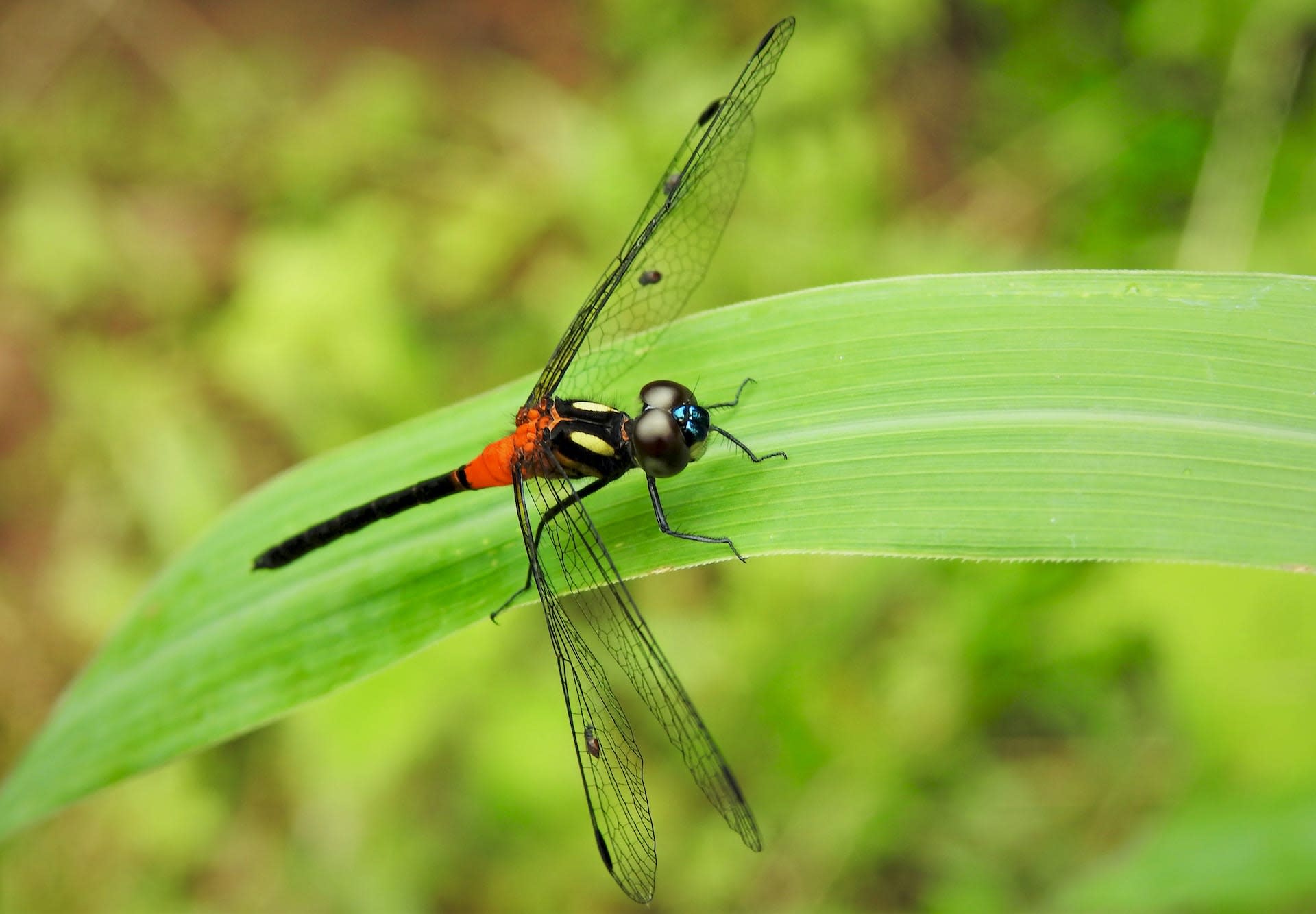 Ruby-tailed Hawklet: Black Dragon in Red Shorts