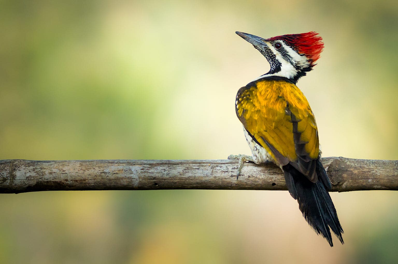 Quiz: Do you know your Friendly Neighbourhood Birds?