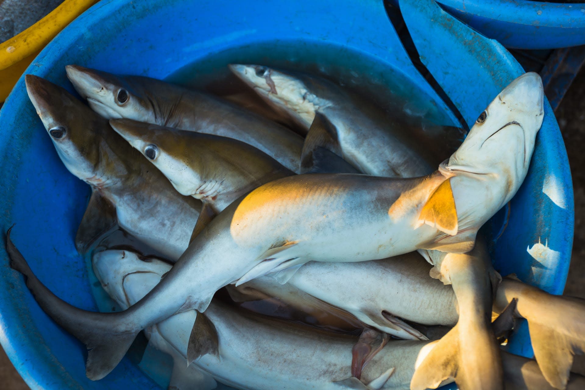 How Goa is Emerging as the New Shark-Eating Destination