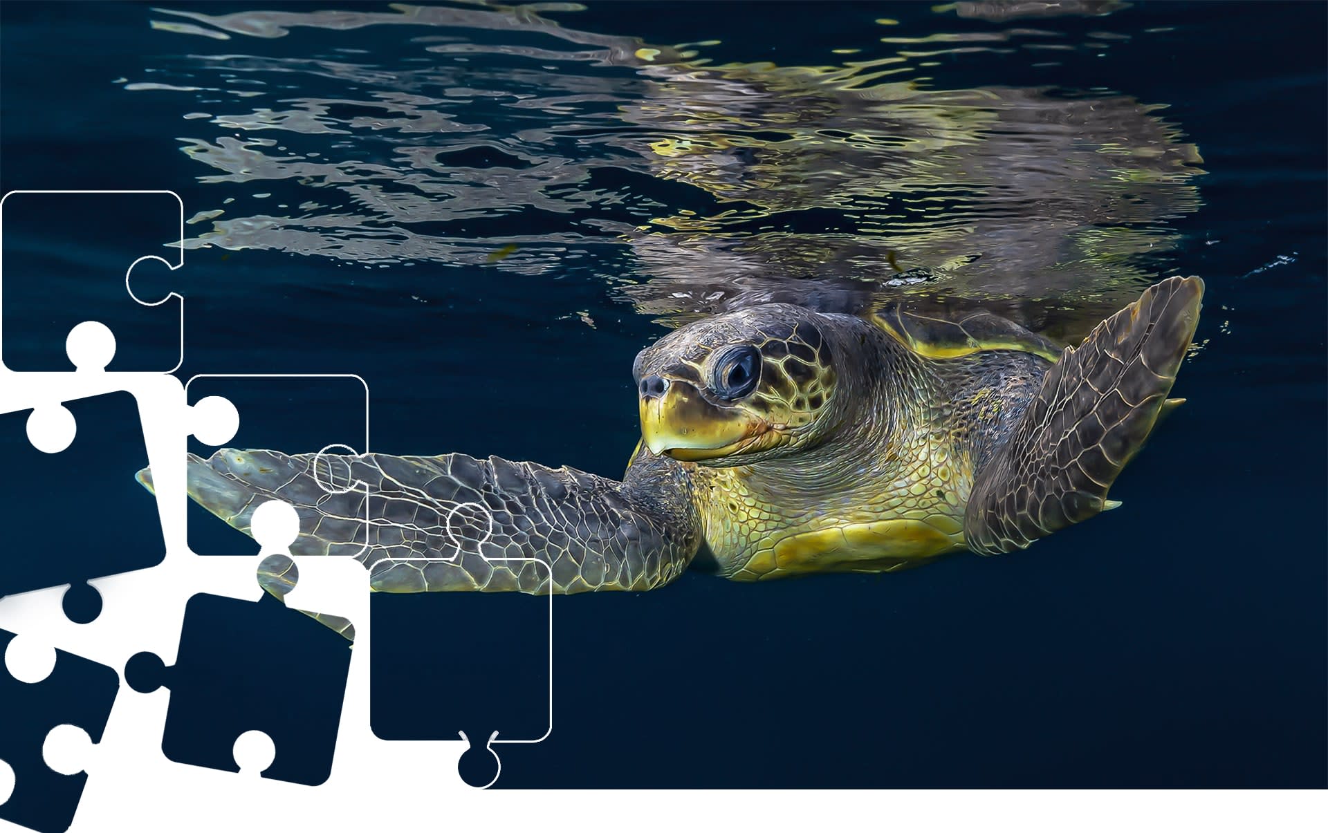 Wildlife Puzzle: Olive Ridley
