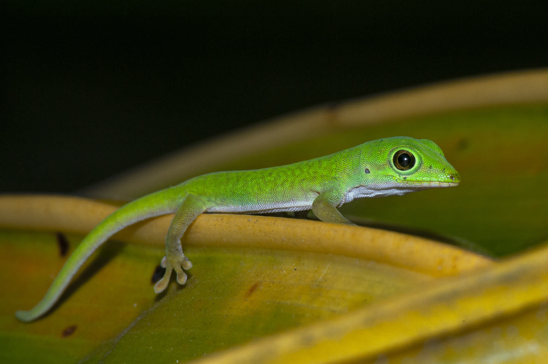 Andaman Day Gecko: Fleet-footed Flecks of Green