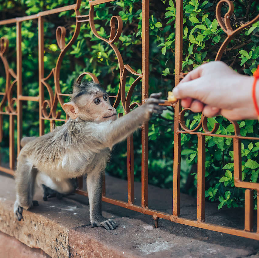 Eating Out of Our Hands