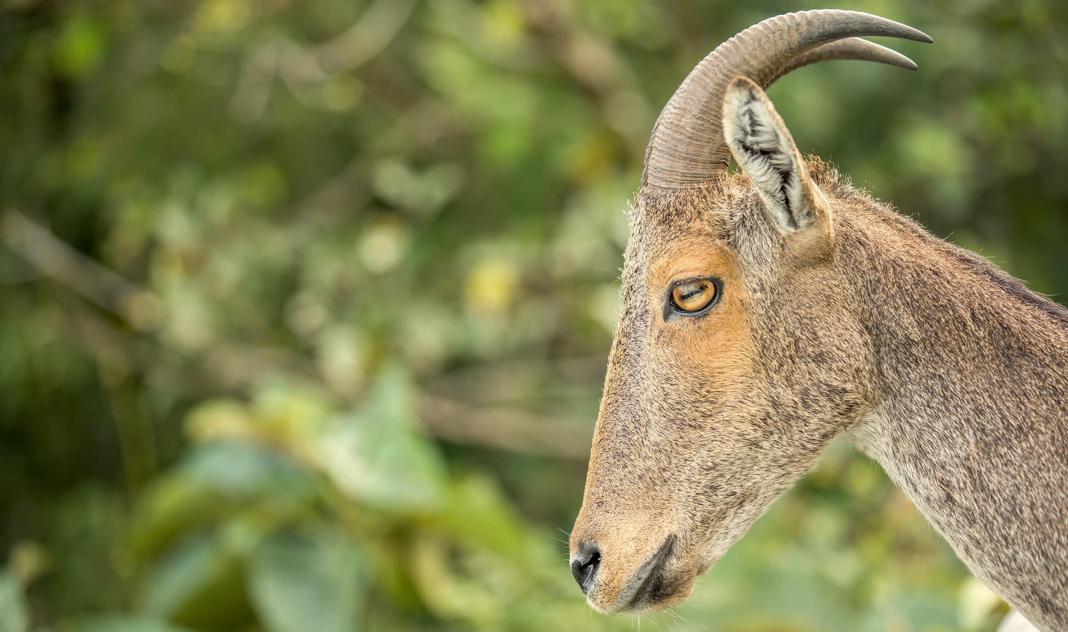 Clouds, Hills, and Sightings of the Nilgiri Tahr