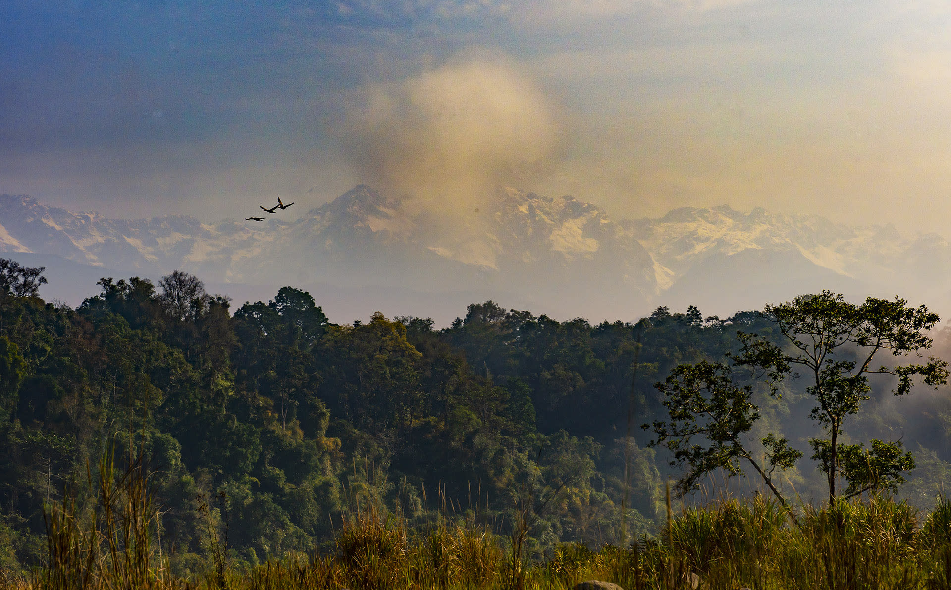 The Last Frontier: Hills, Herons, and the Habitat of Namdapha National Park