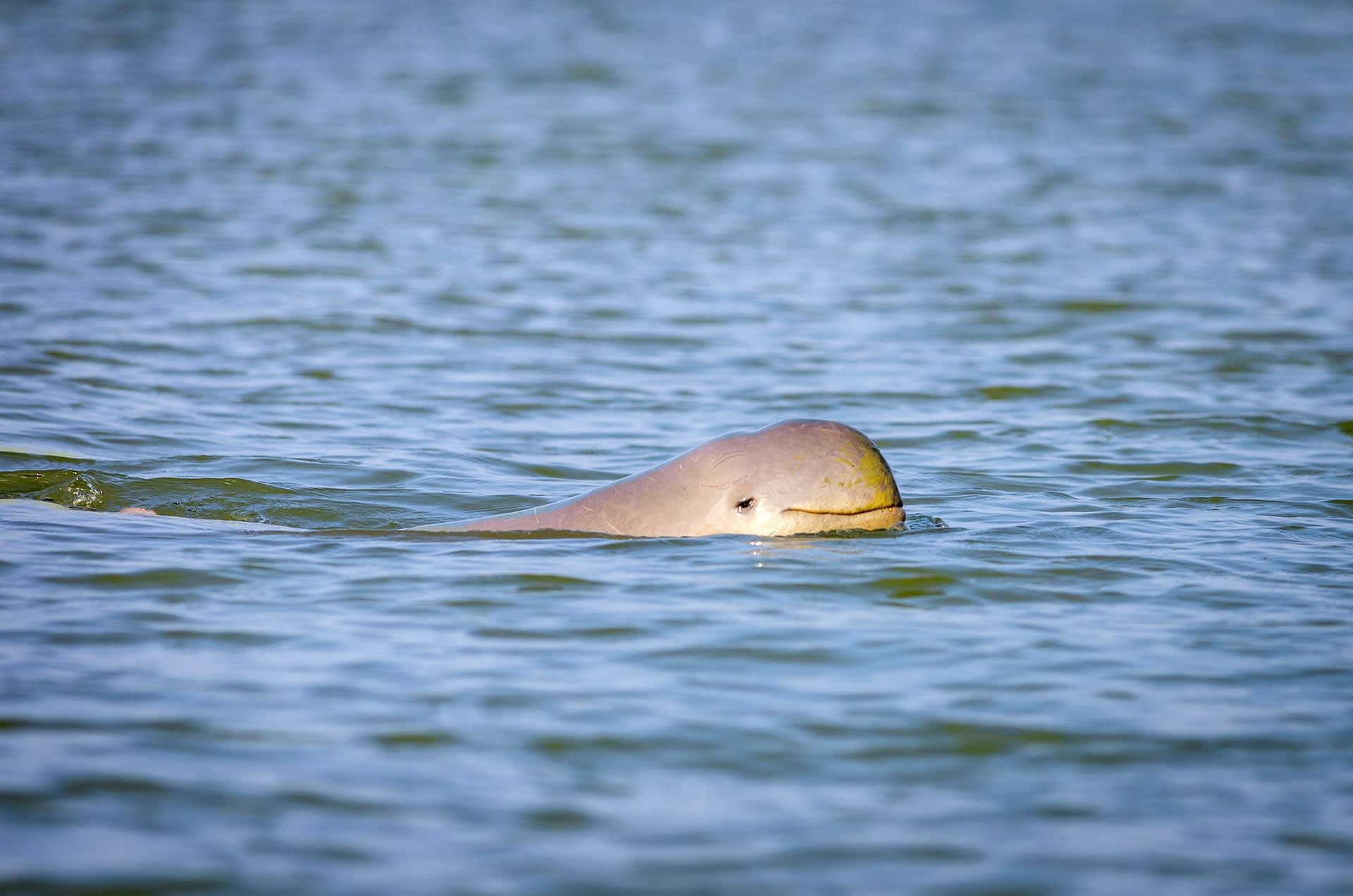 Fishing Friends: Irrawaddy Dolphins and the Fishers of Chilika Lagoon