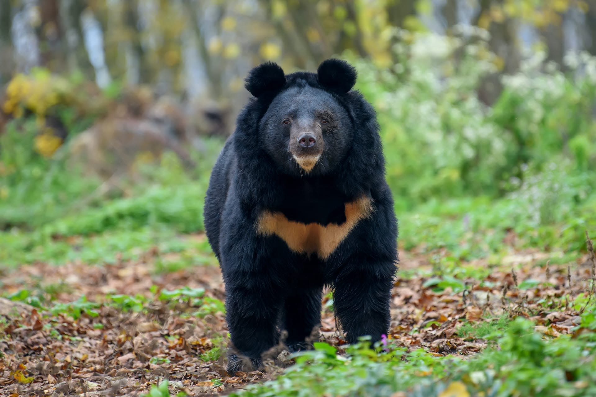 Poaching Threatens Asiatic Black Bear in Arunachal Pradesh
