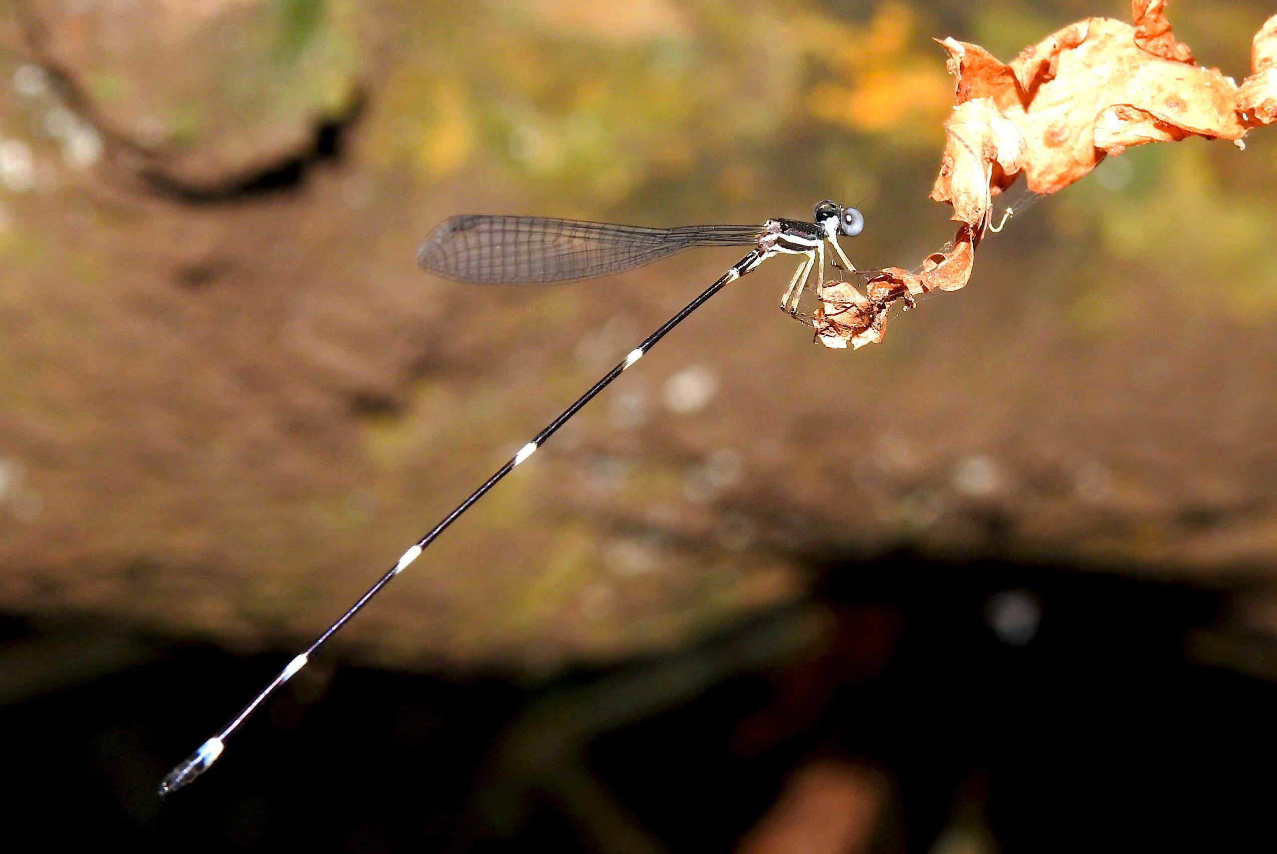 Blue-necked Reedtail: The Mysterious Damselfly