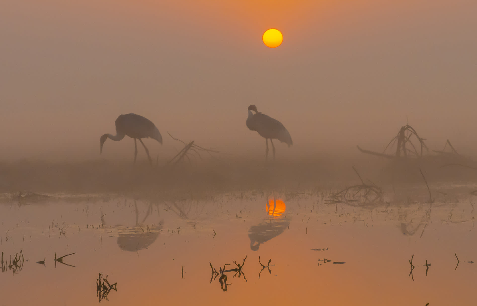 Not Just Desert: The Wild, Varied Habitats of Rajasthan