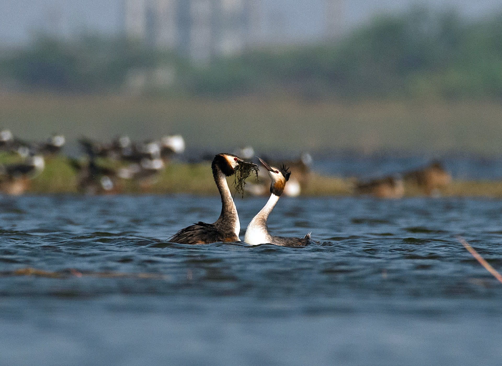 Home Affairs: The Great Crested Grebes Build a Nest