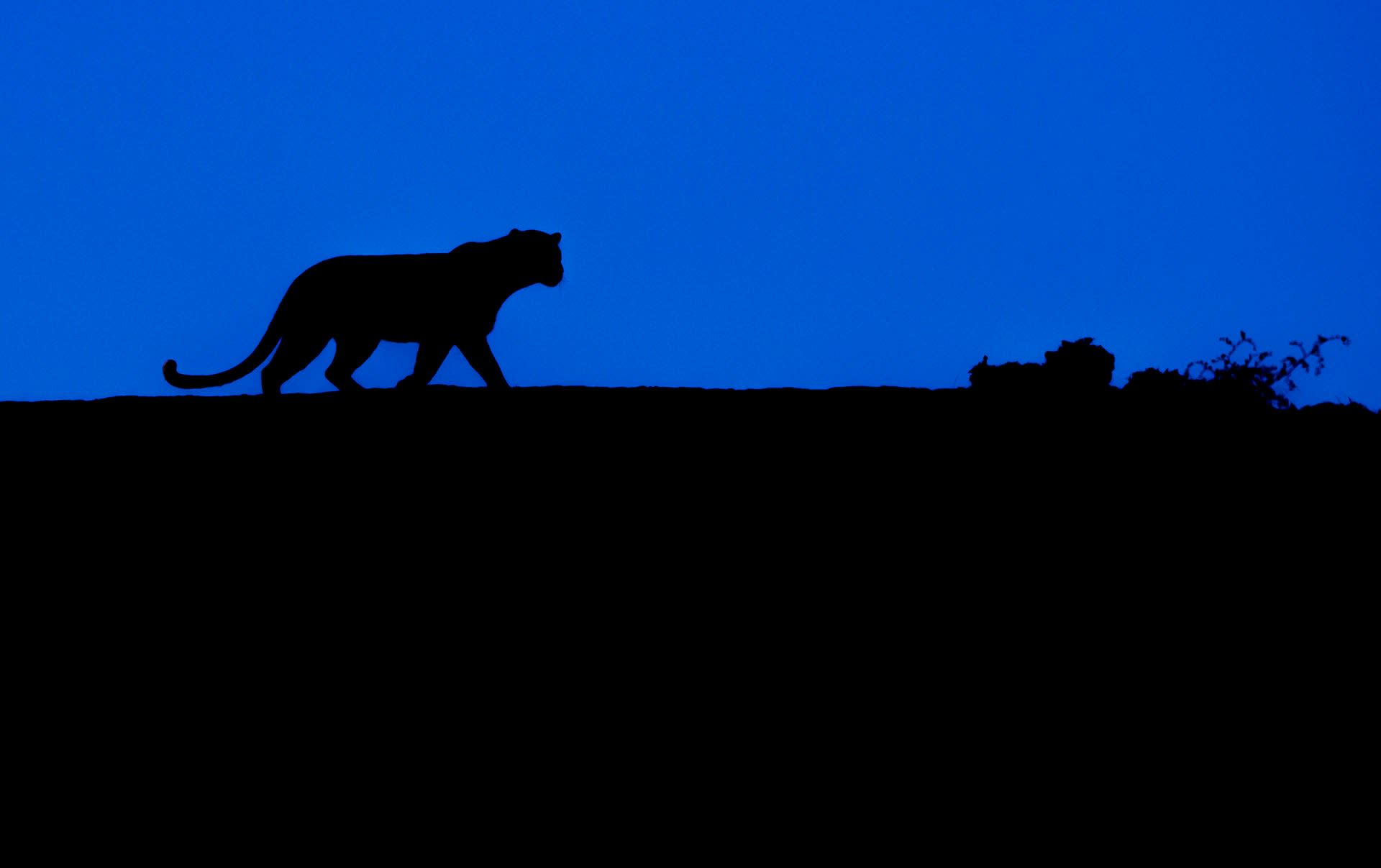 Muskaan: The Leopard Queen of Kumbhalgarh
