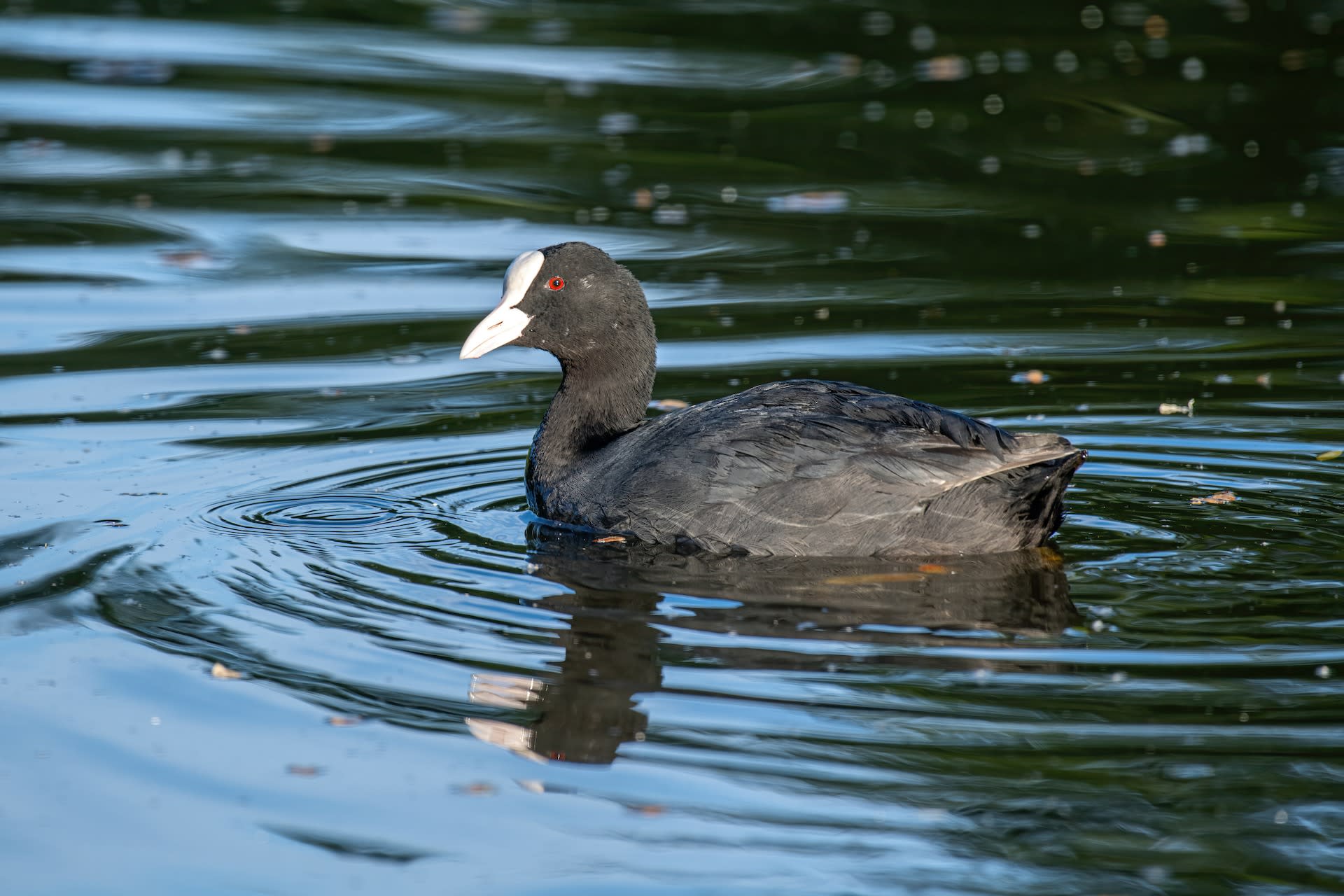 Black Magic: Common Coots and their Vacation in Rajasthan’s Wetlands