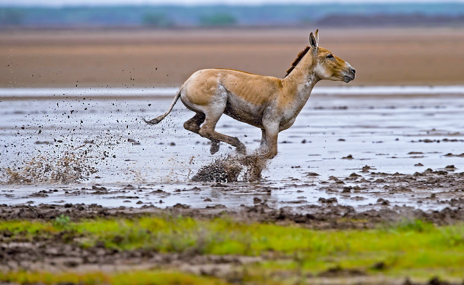The Khur of Kutch: The Indian Wild Ass and its Last Home