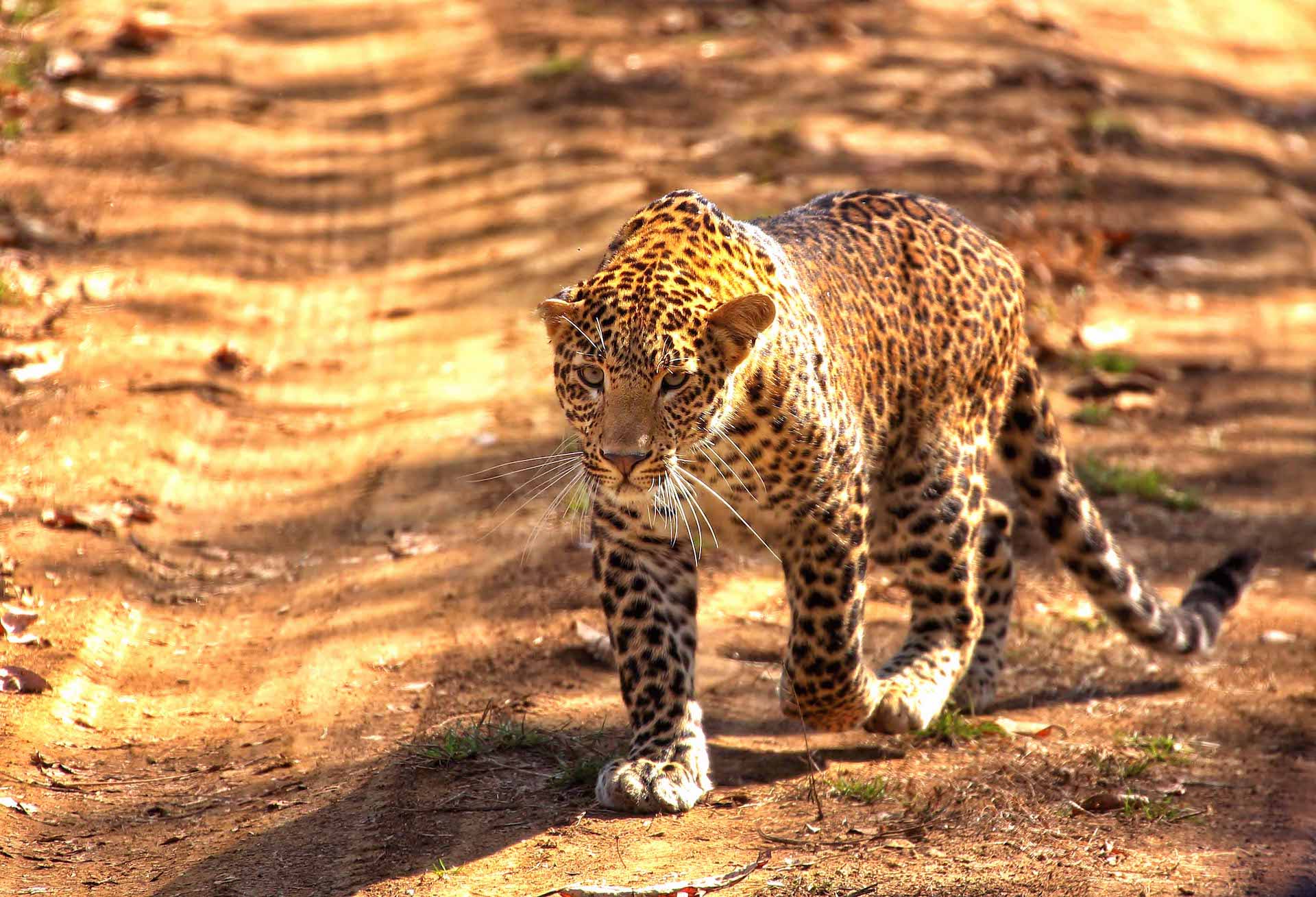 Leopards of Saswad: On the Edge of a Concrete Jungle