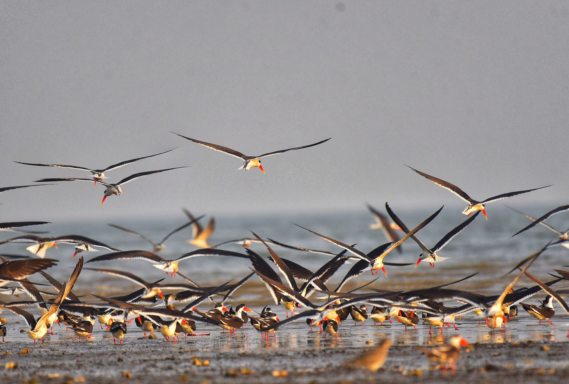 Indian Skimmer: The Flame-billed Hunter of the Coast