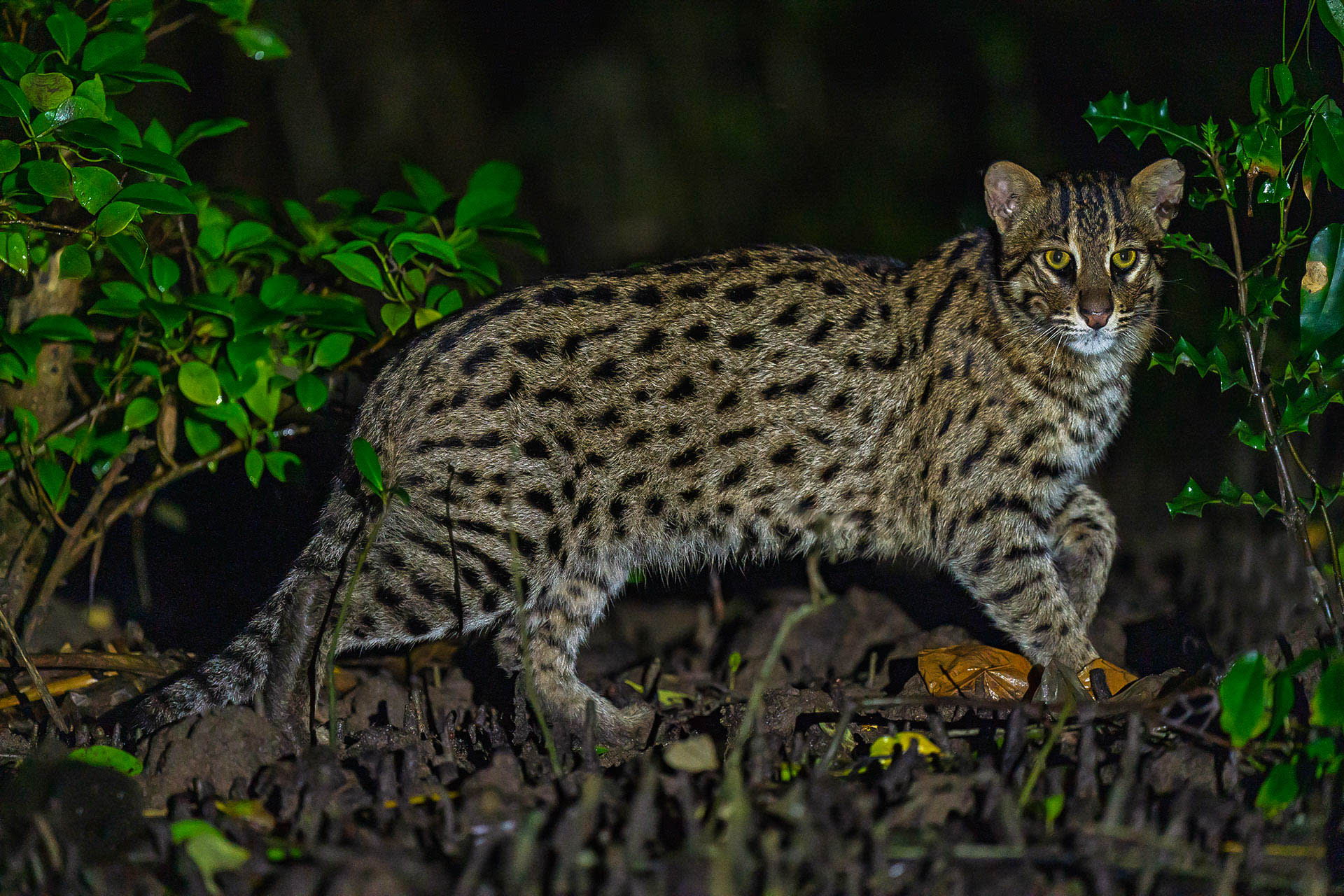 Fishing Cat: Secret Keeper of the Mangrove Forest