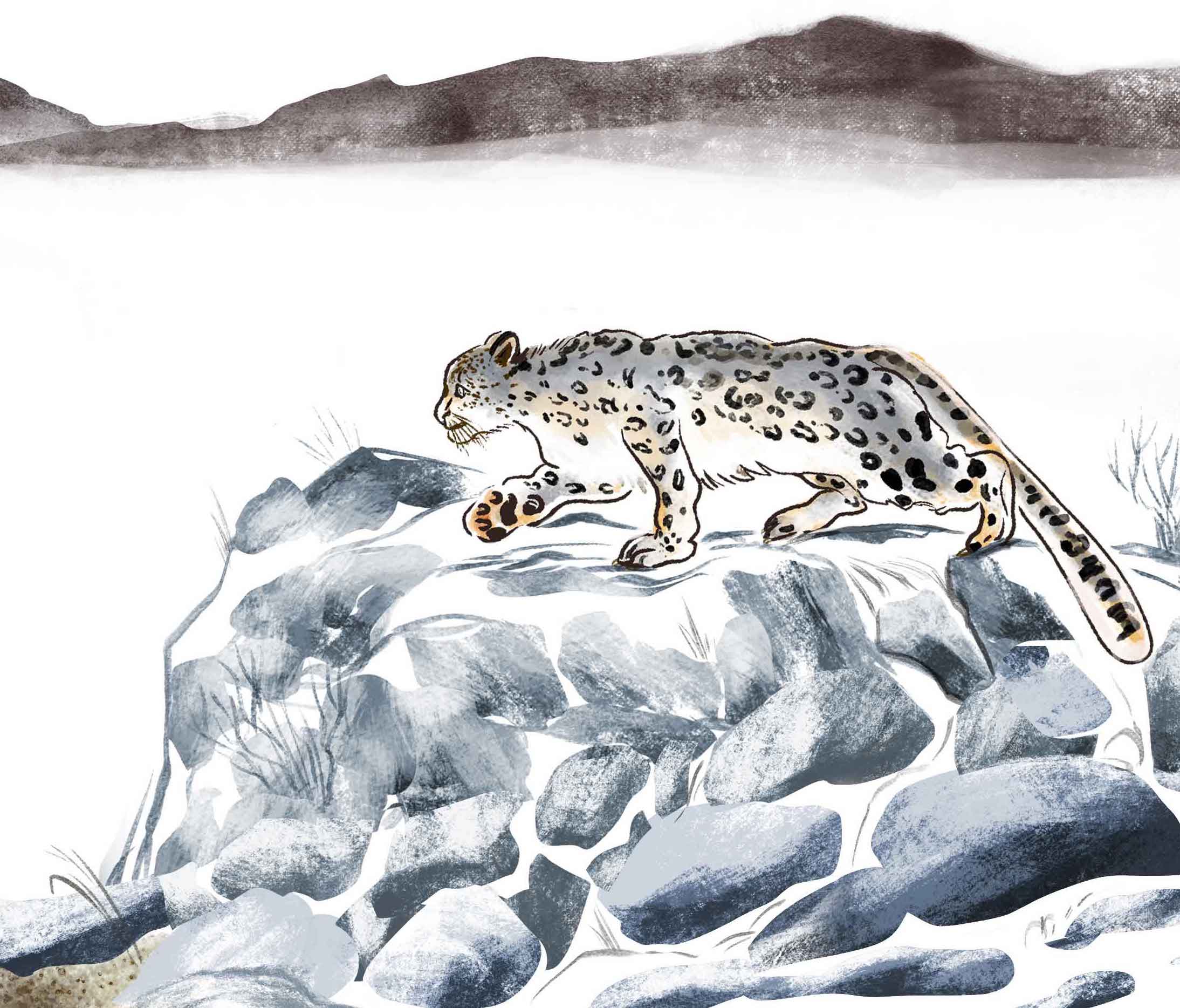 our encounter with a snow leopard 