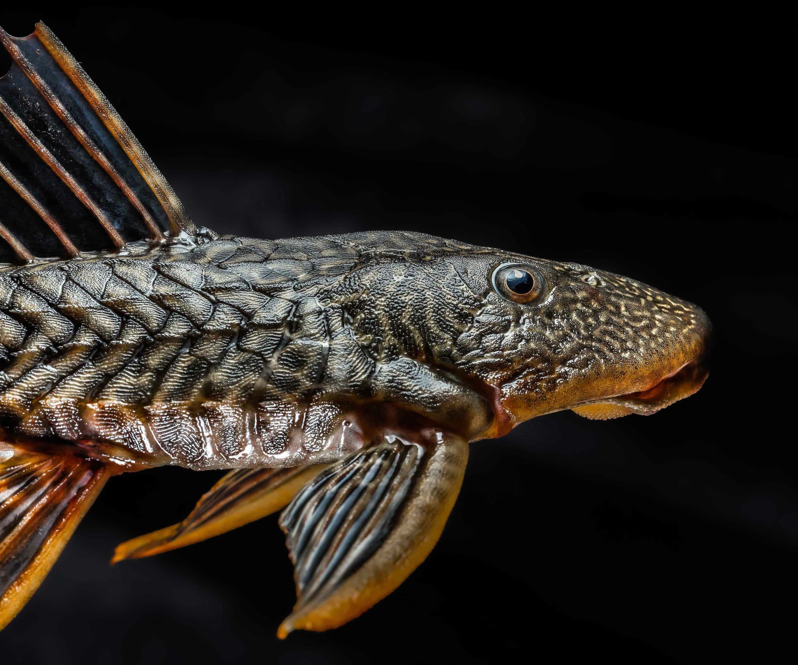 Alien Fish Proliferate as Extreme Climate Events Rise