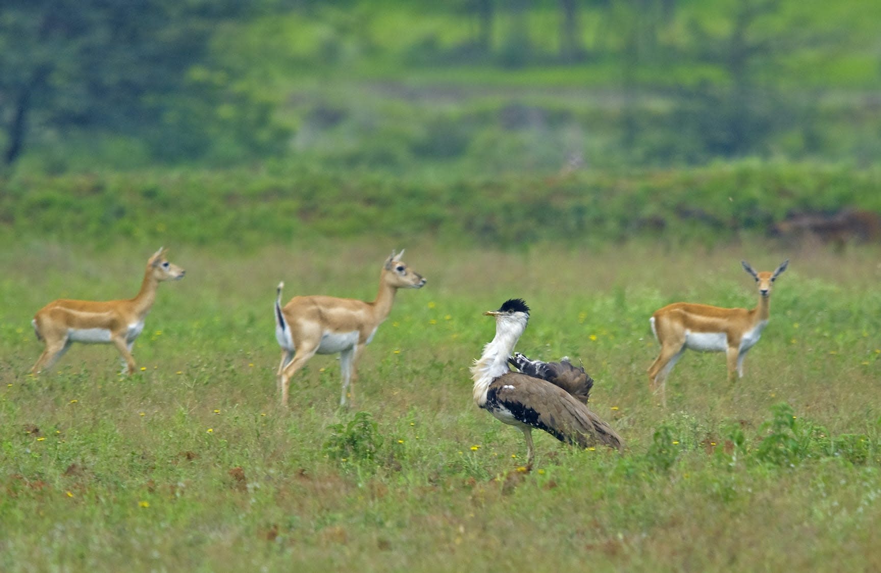 Great Indian Bustard’s Life on the Edge