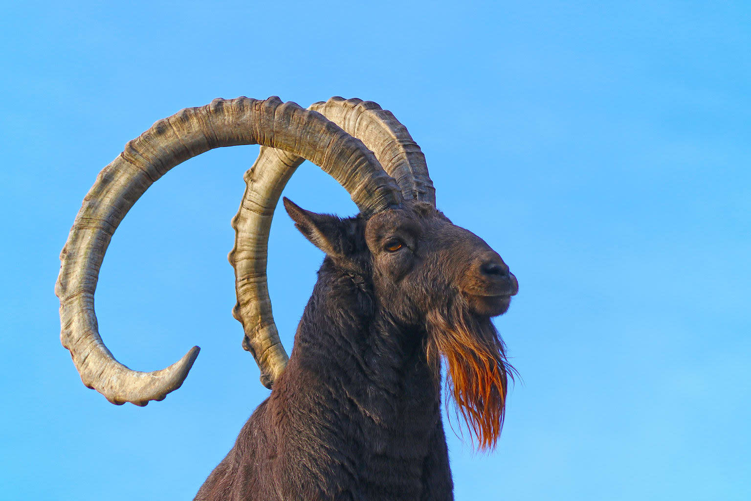 Agile Mountaineer: The Treacherous Summit of the Ibex