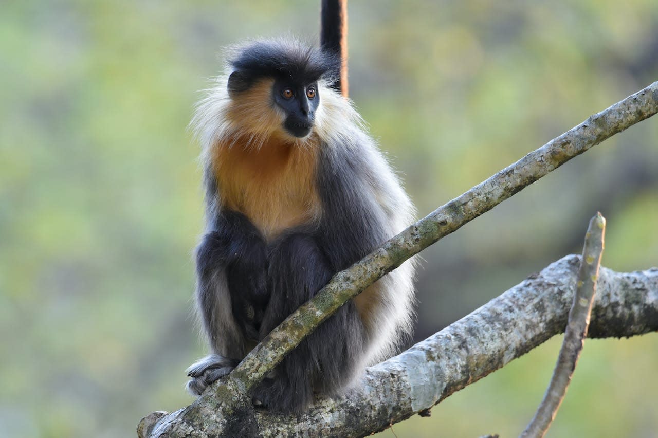 Capped Langurs and their Risky Quest for a Special Treat