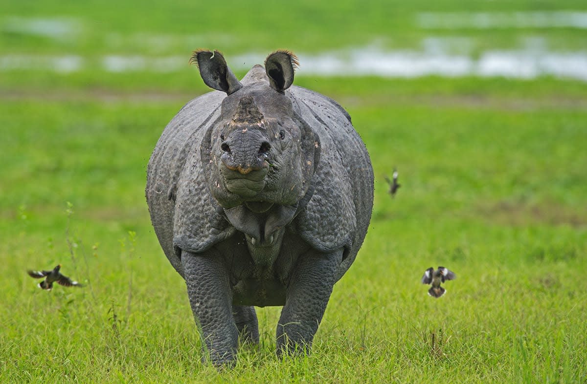 The Return of Kaziranga’s Greater One-horned Rhinoceros