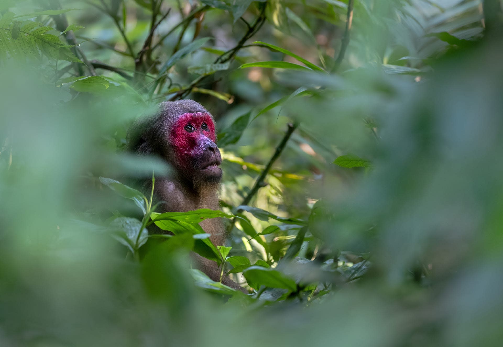 Stump-tailed Macaques: The Forest Walkers of Hollongapar