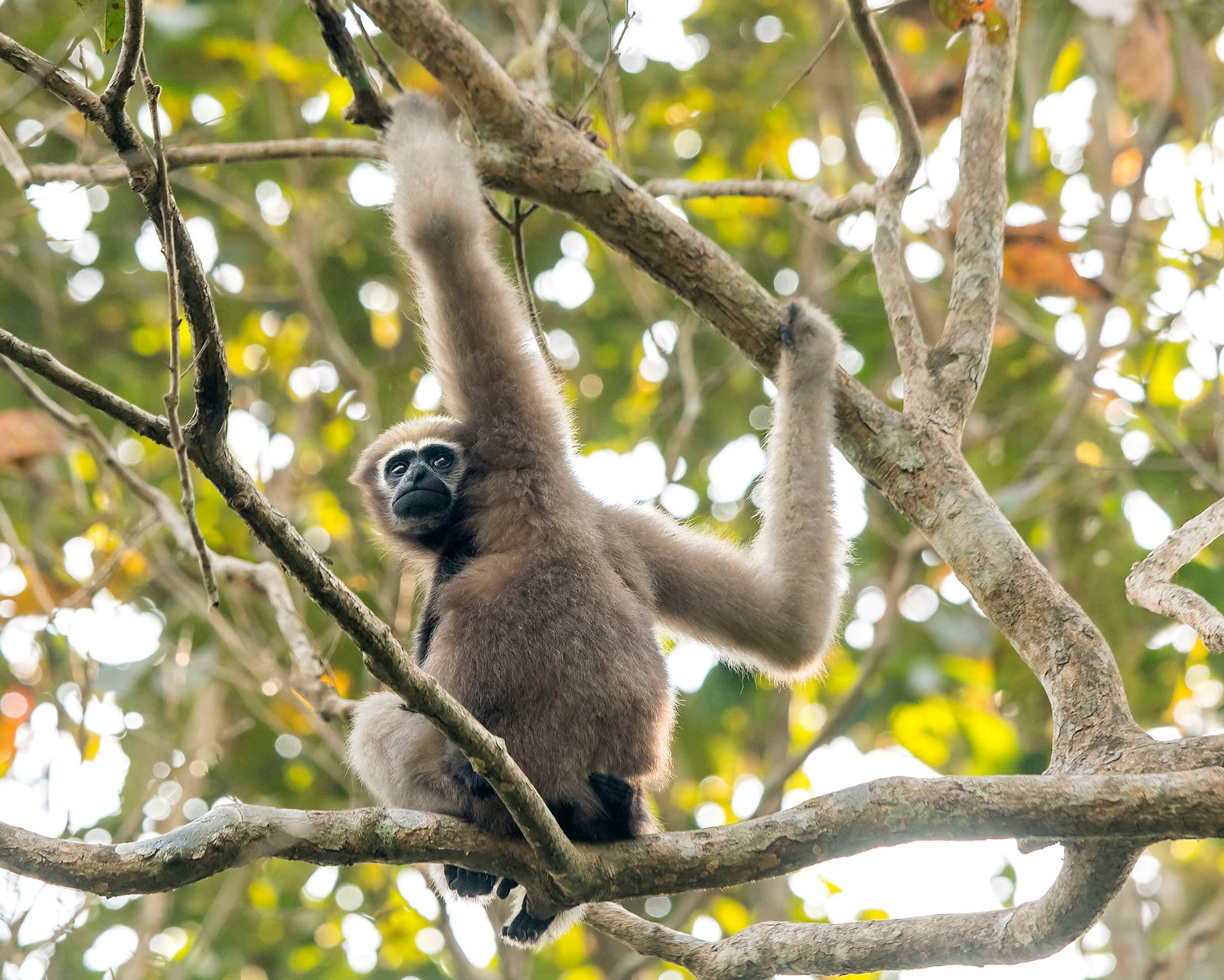The Western Hoolock Gibbon Sings and Swings Along the Forest Canopies