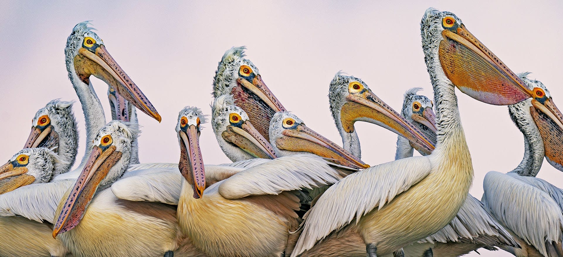 Peculiar Pelicans: Gawky, Grand and Graceful Waterbirds