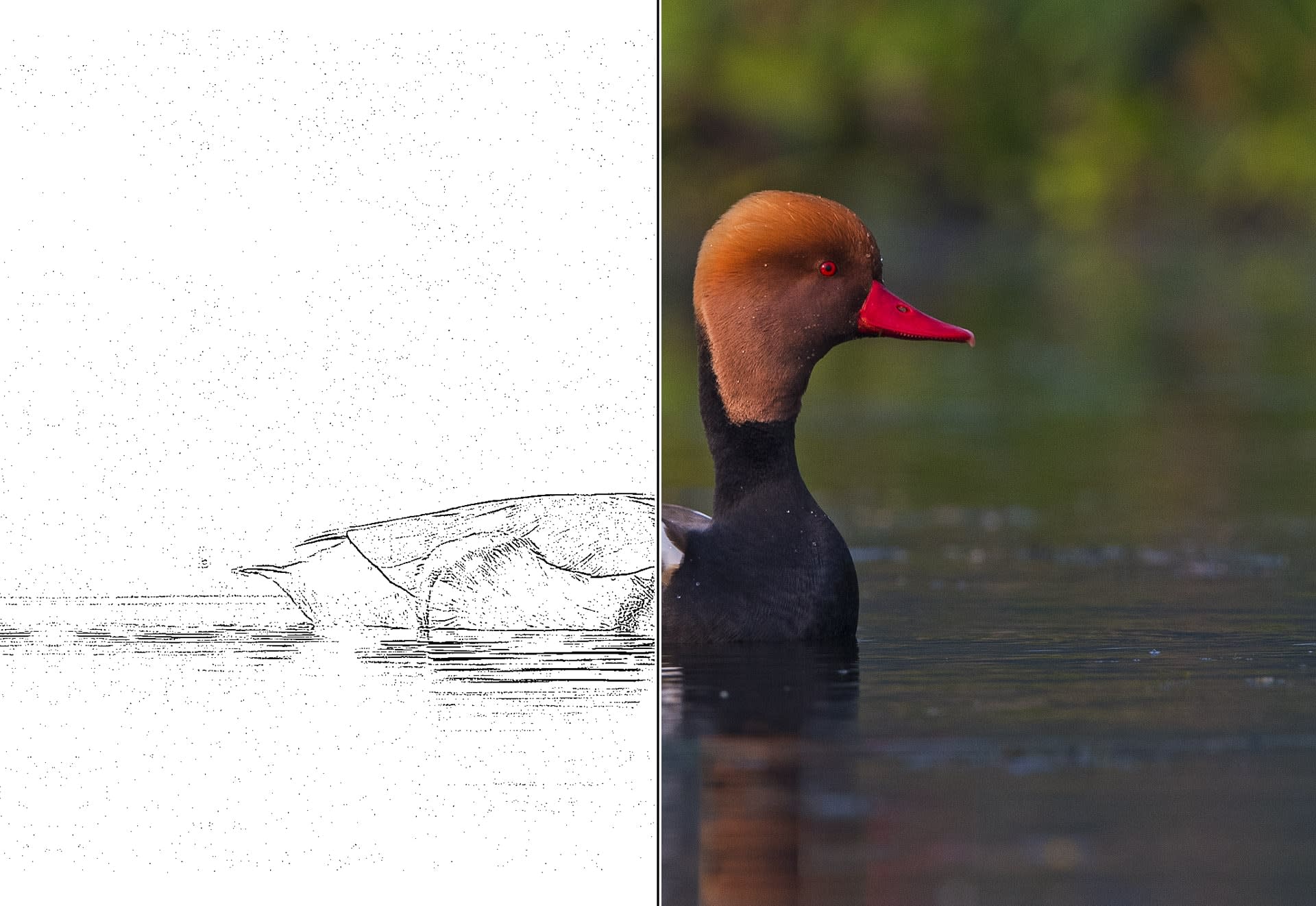 Wildlife Colouring Sheet: Red Crested Pochard