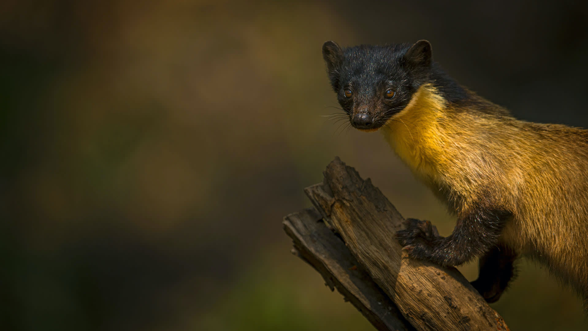 Flash in the Forest: Mysterious World of the Yellow-throated Marten