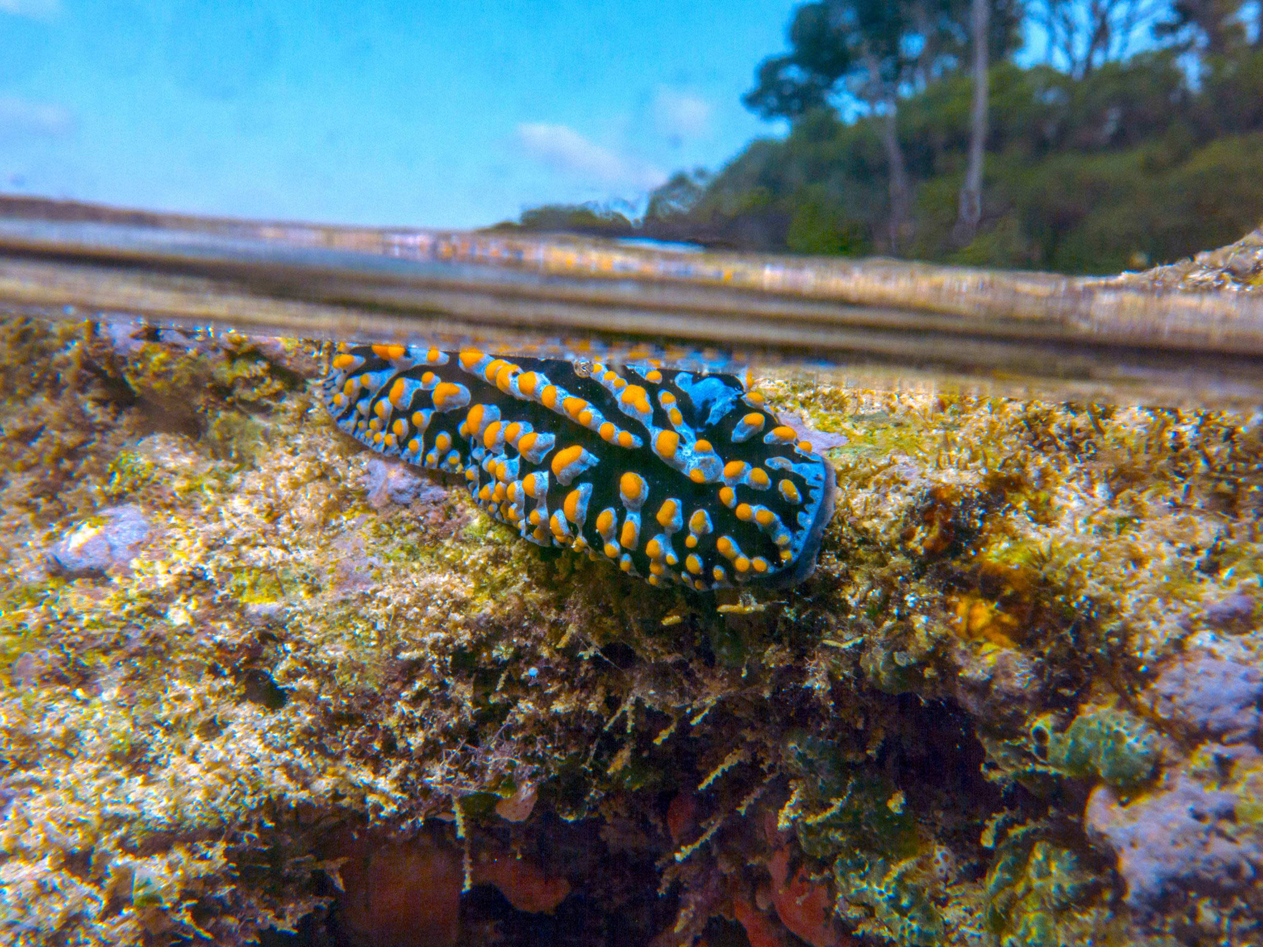 Varicose wart slug 