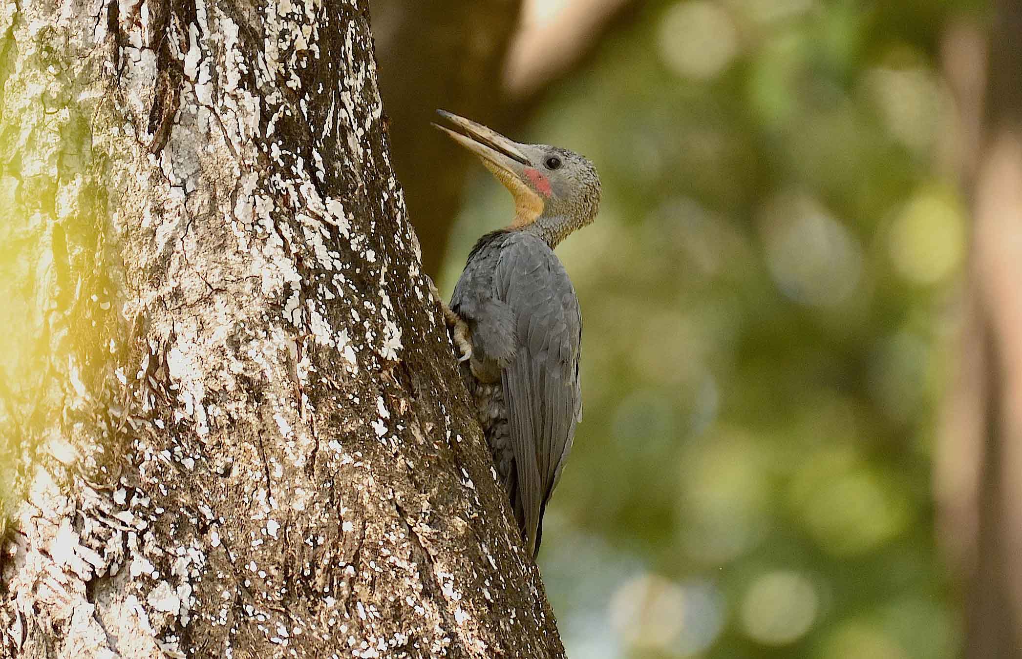 Serial Drillers: Great Slaty Woodpeckers as Community Cavity Creators