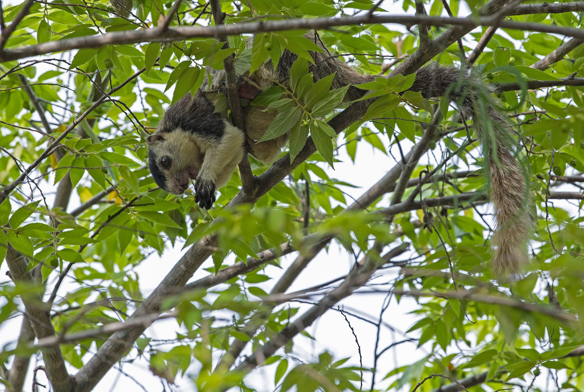 Missed Connections: How Disconnected Forests Threaten the Grizzled Giant Squirrel