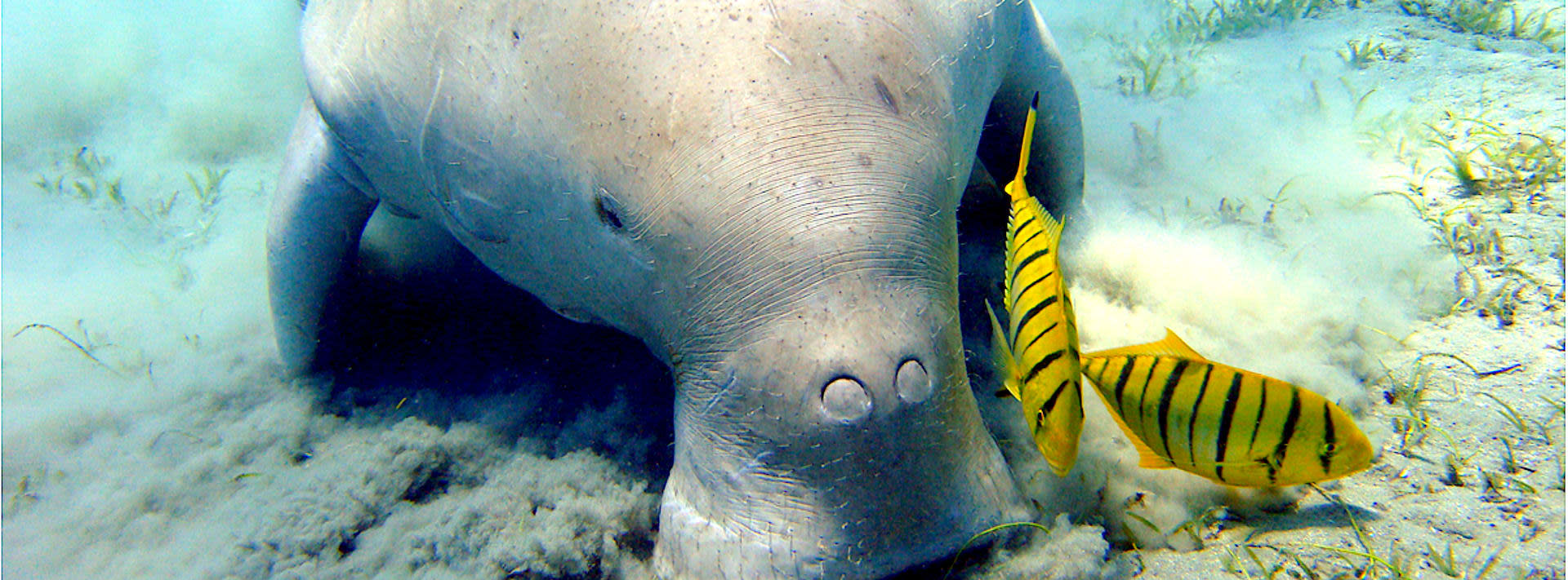 Fish Workers Critical to Saving Dugongs and Their Seagrass Habitat