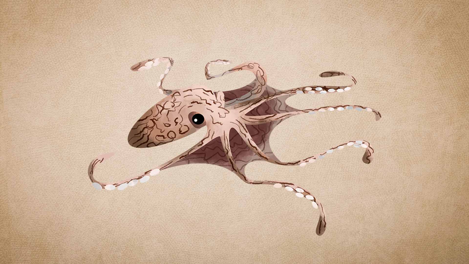 Octopus: Facts, Diet, Anatomy, Habitat