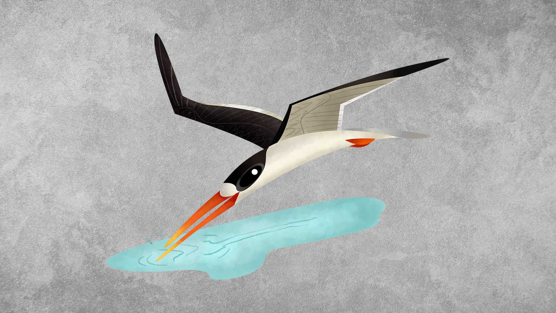 Indian Skimmer: Facts, Habitat, Diet