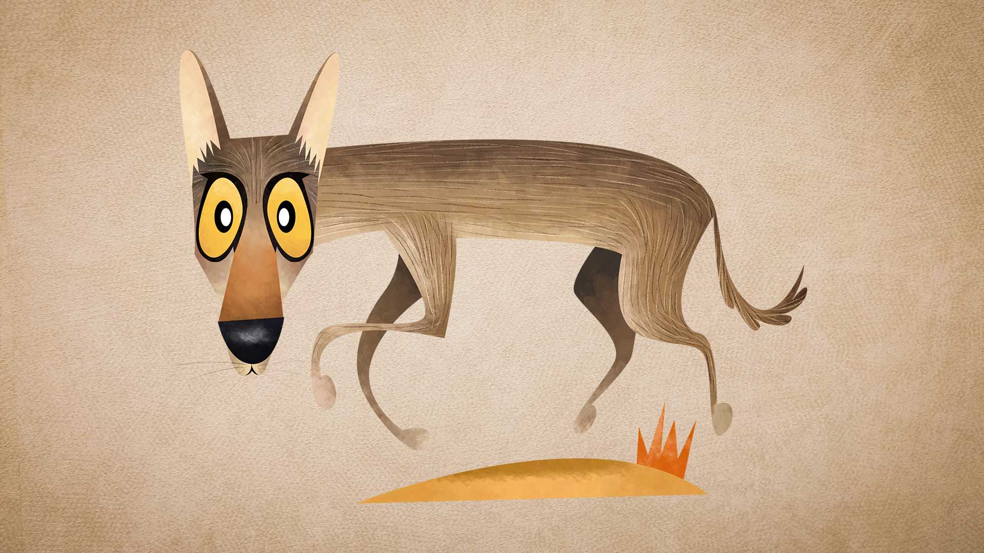 Indian Wolf: Facts, Size, Weight, Habitat