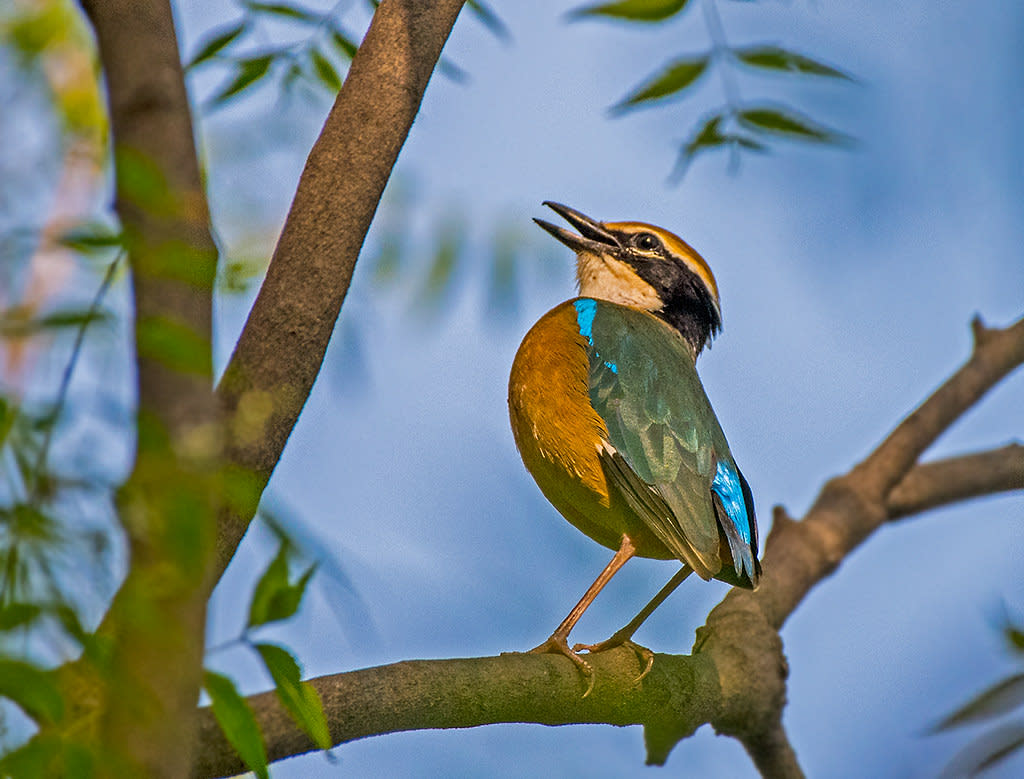 Delhi’s Secret Winter Guests: Small and Chirpy Forest Birds