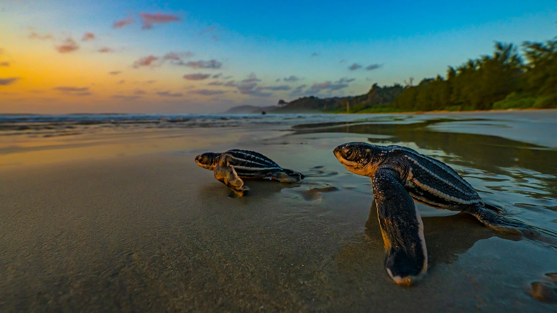 Galathea Bay: Will the World's Largest Sea Turtle Return to Nest in India?