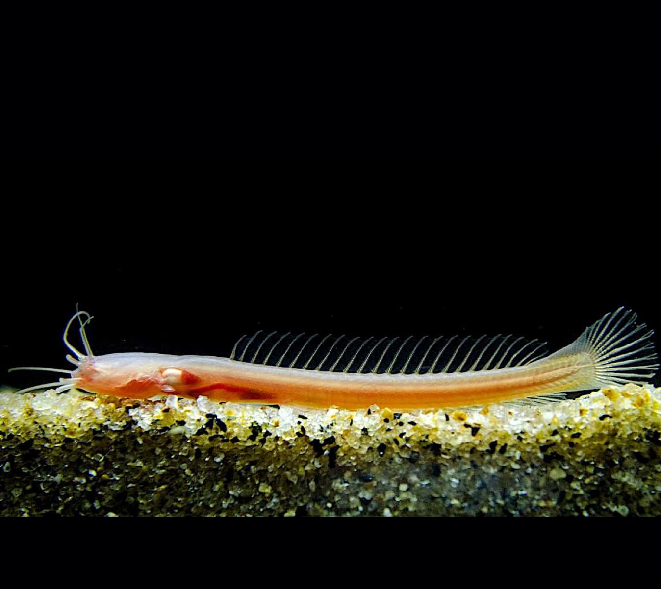 Over-exploitation of Groundwater Threatens Gondwana Fishes