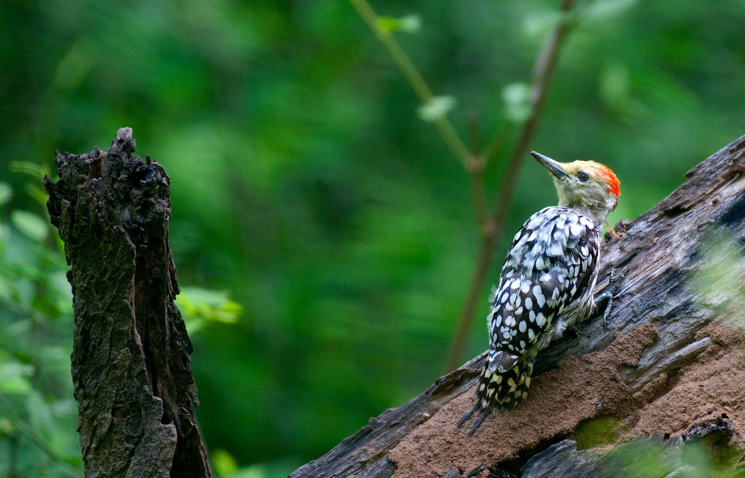Yellow-crowned woodpecker 