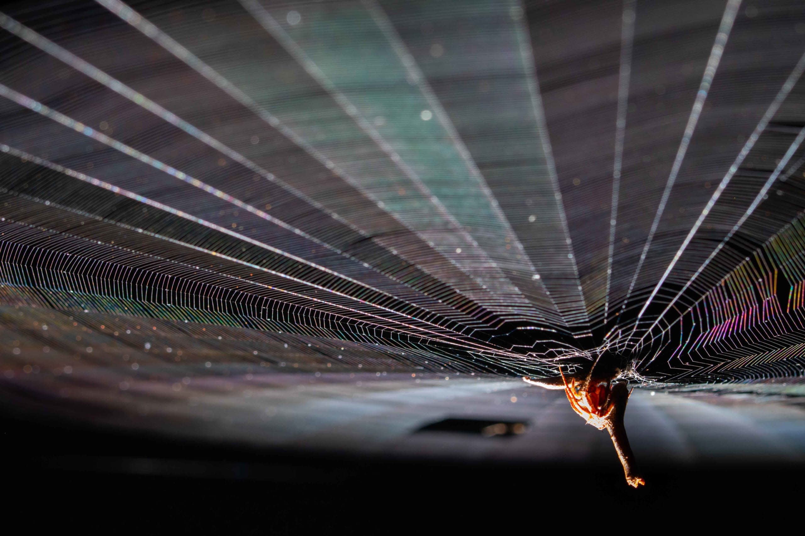 Poltys: Ingenious Camouflage of an Orb-weaving Spider