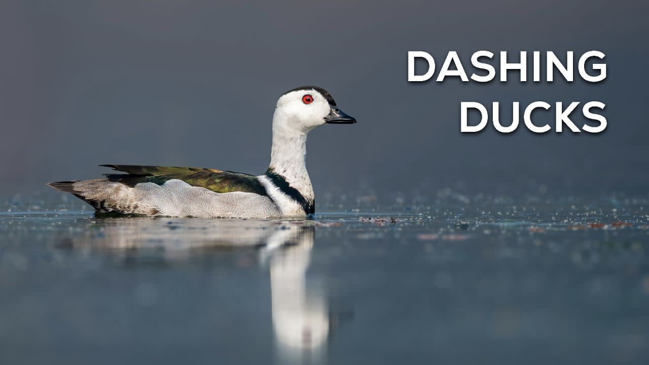 Dab, Dip, Dive: The Dashing Ducks of India