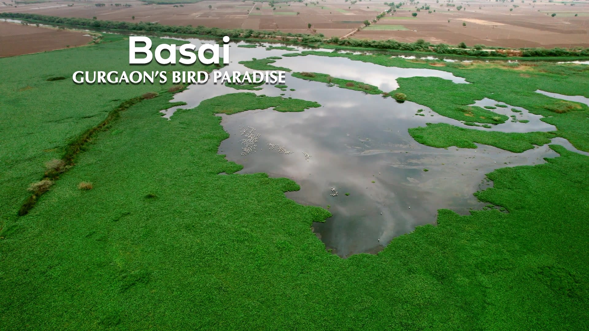 Basai Wetland: Why We Must Save Gurgaon’s Bird Paradise