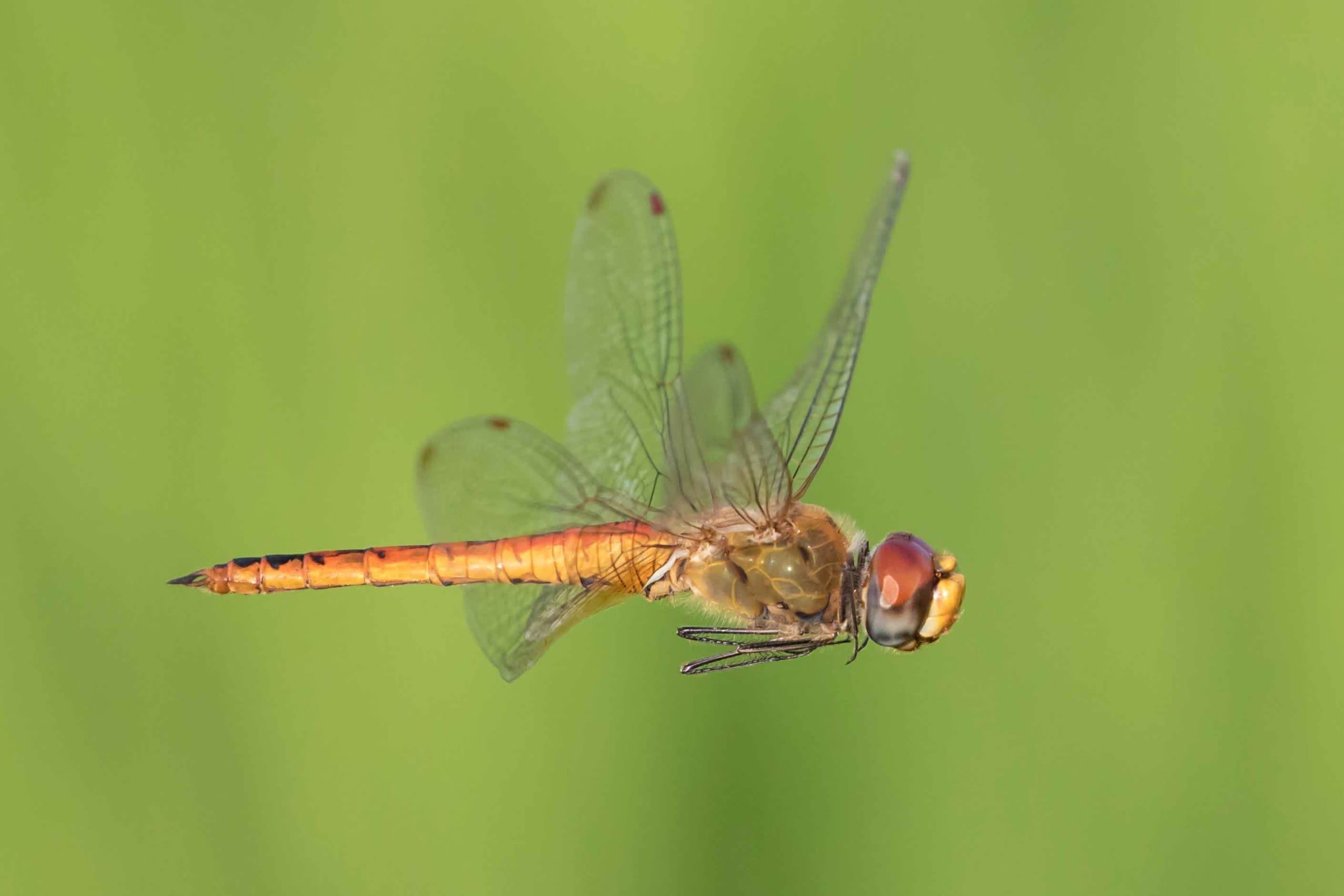 Undertaking the World’s Longest Insect Migration