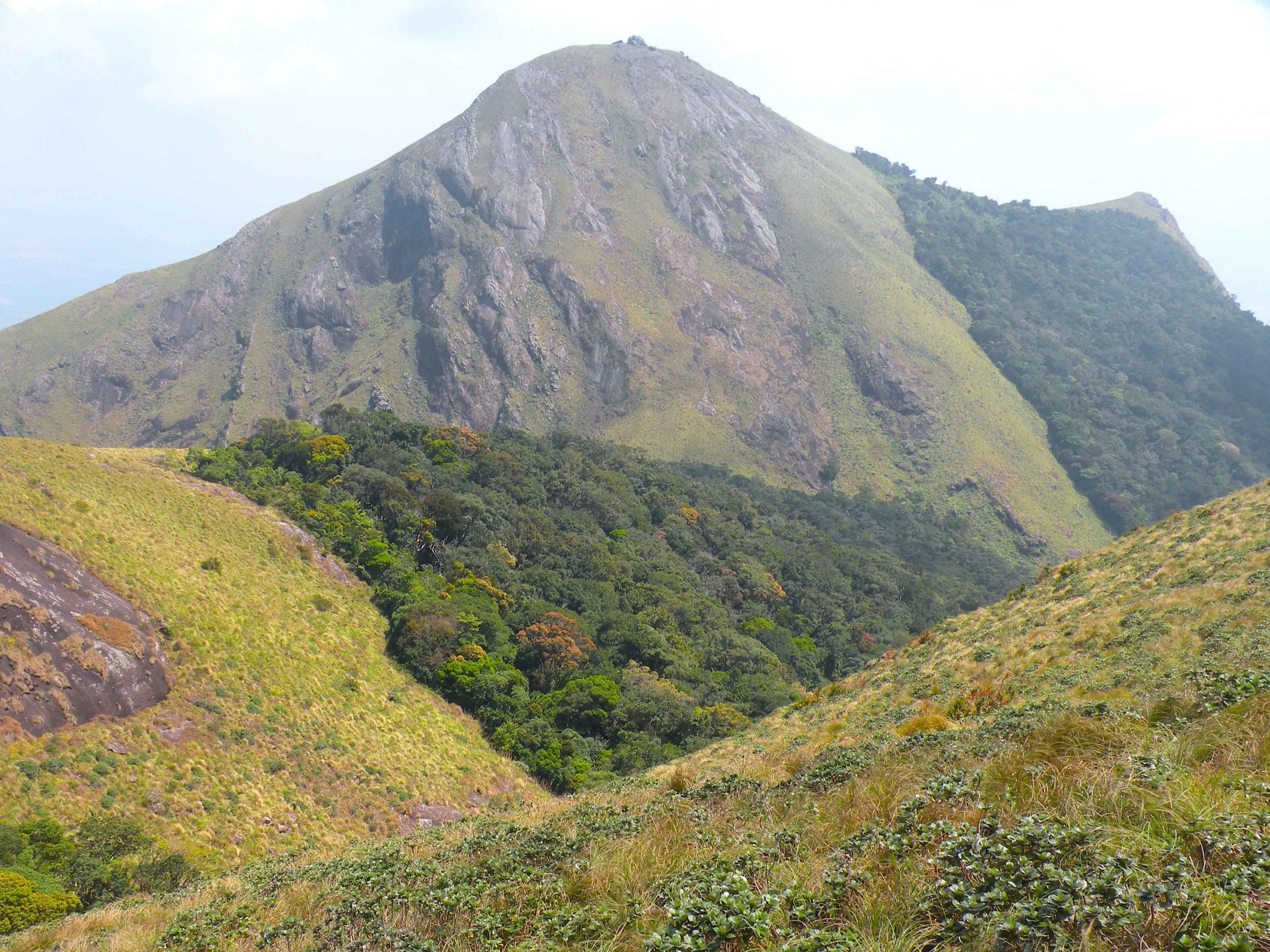 Unchecked Tree Planting in Grasslands Threatens Native Biodiversity, Warns Ecologist
