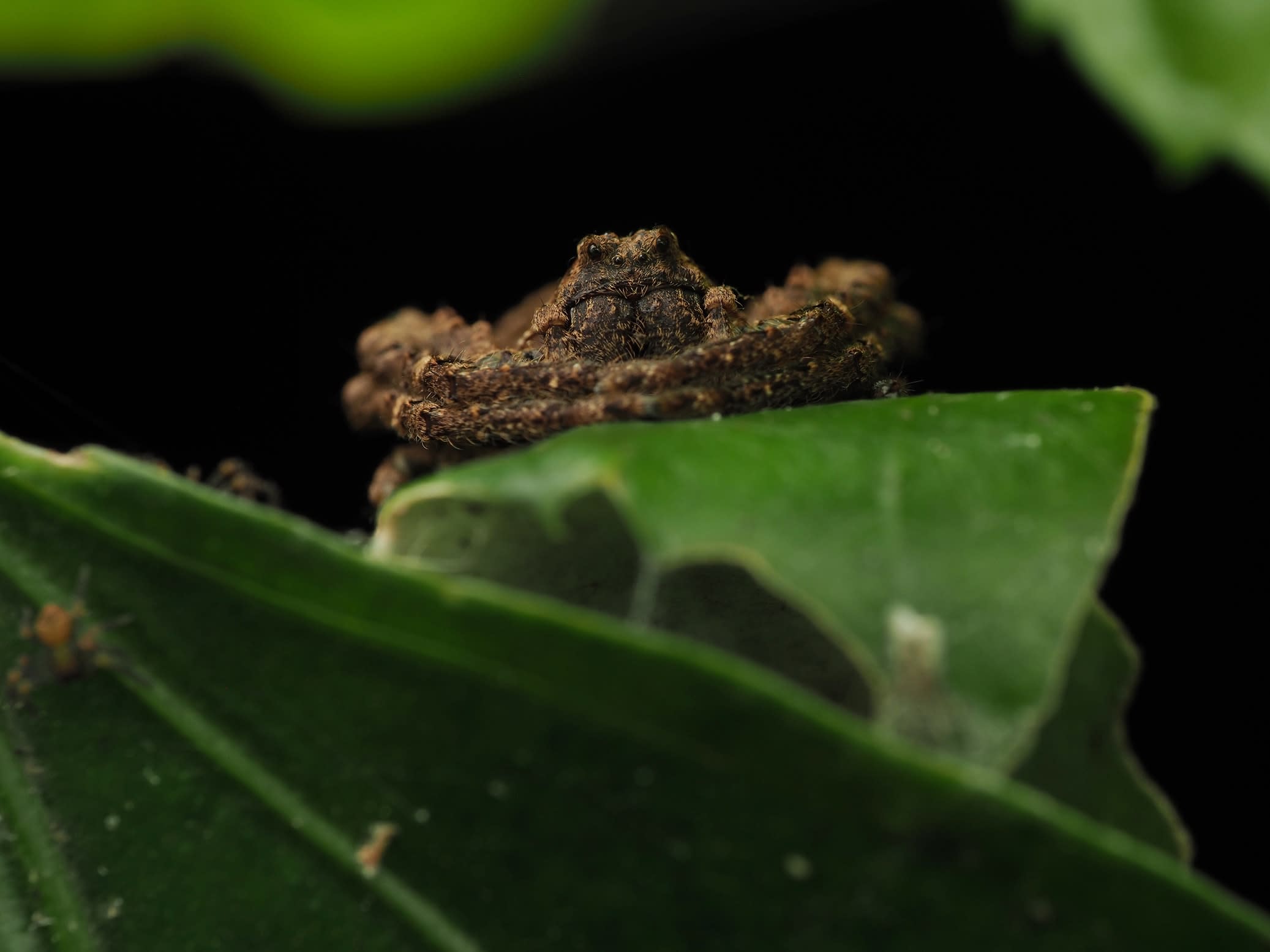 Angaeus: The Resourceful Crab Spider Mother