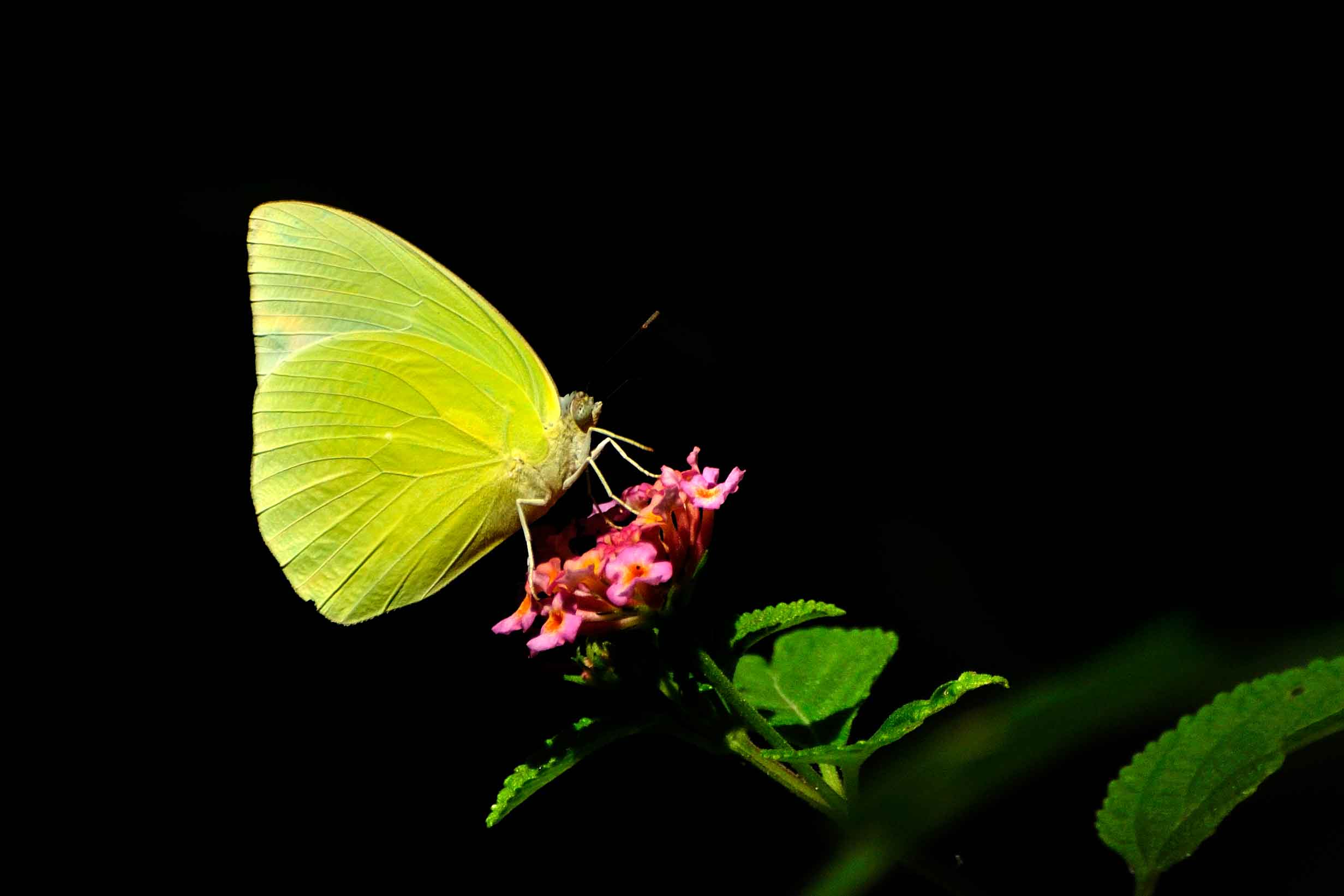 Common Emigrant: Tracking the Wheel of Life